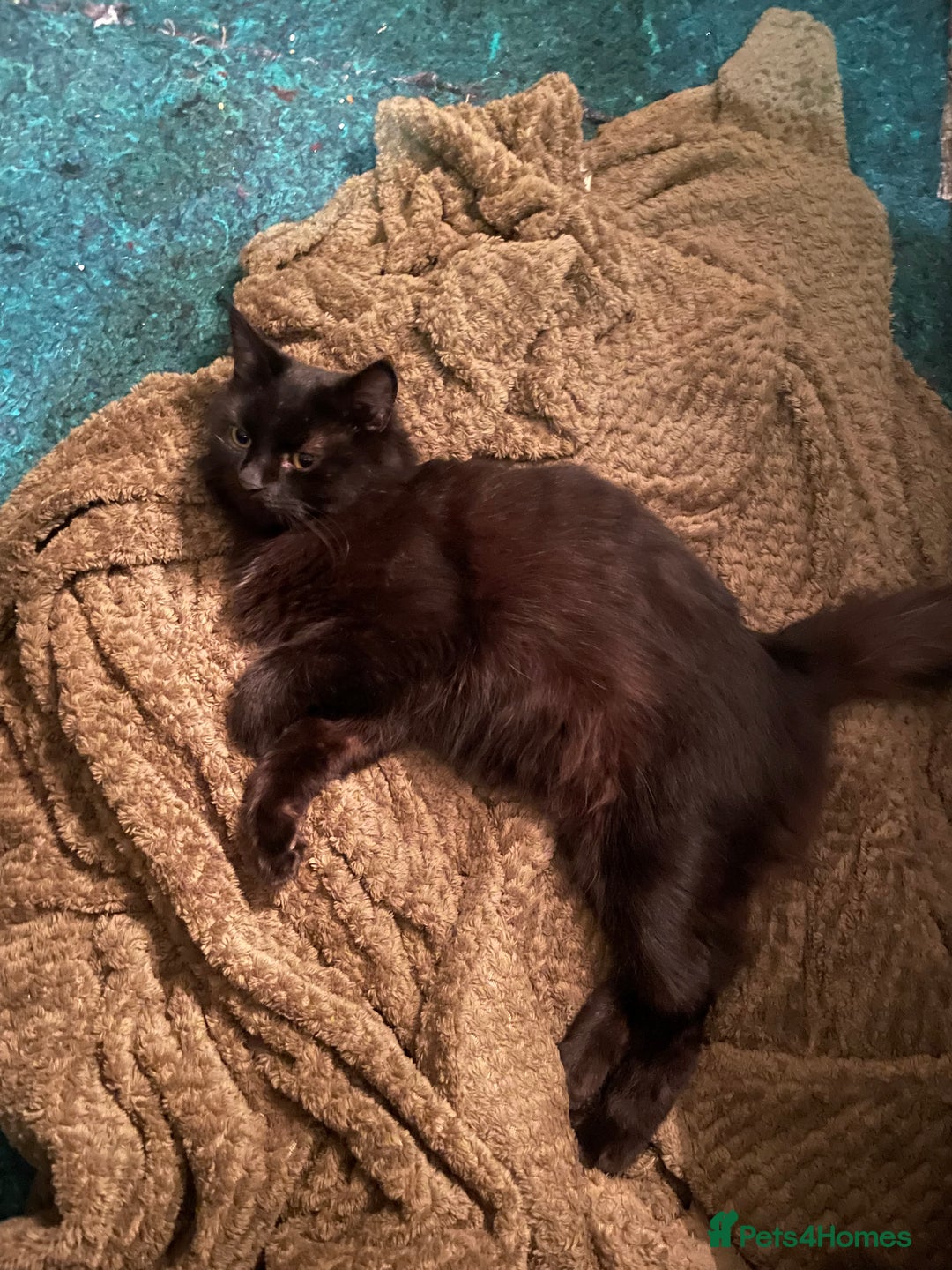 Mixed Breed cats for sale: Loving cat looking for new home - Advert 4