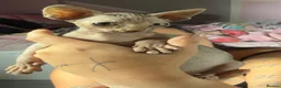 Sphynx cats for sale: Adorable Canadian Sphynx Kitten - Advert 3