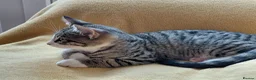 Mixed Breed cats for sale: Mix breed kittens. Mum is snow bengal  - Advert 6