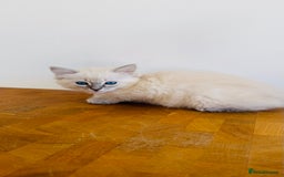Ragdoll cats for sale: LAST ONE! Pedigree Ragdoll Kittens - REDUCED  - Image 17