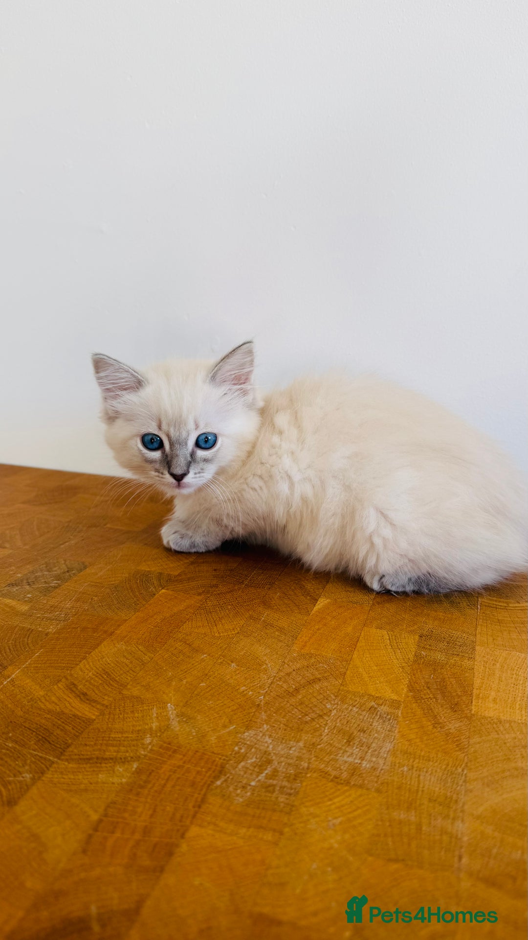 Ragdoll cats for sale: LAST ONE! Pedigree Ragdoll Kittens - REDUCED  - Image 17
