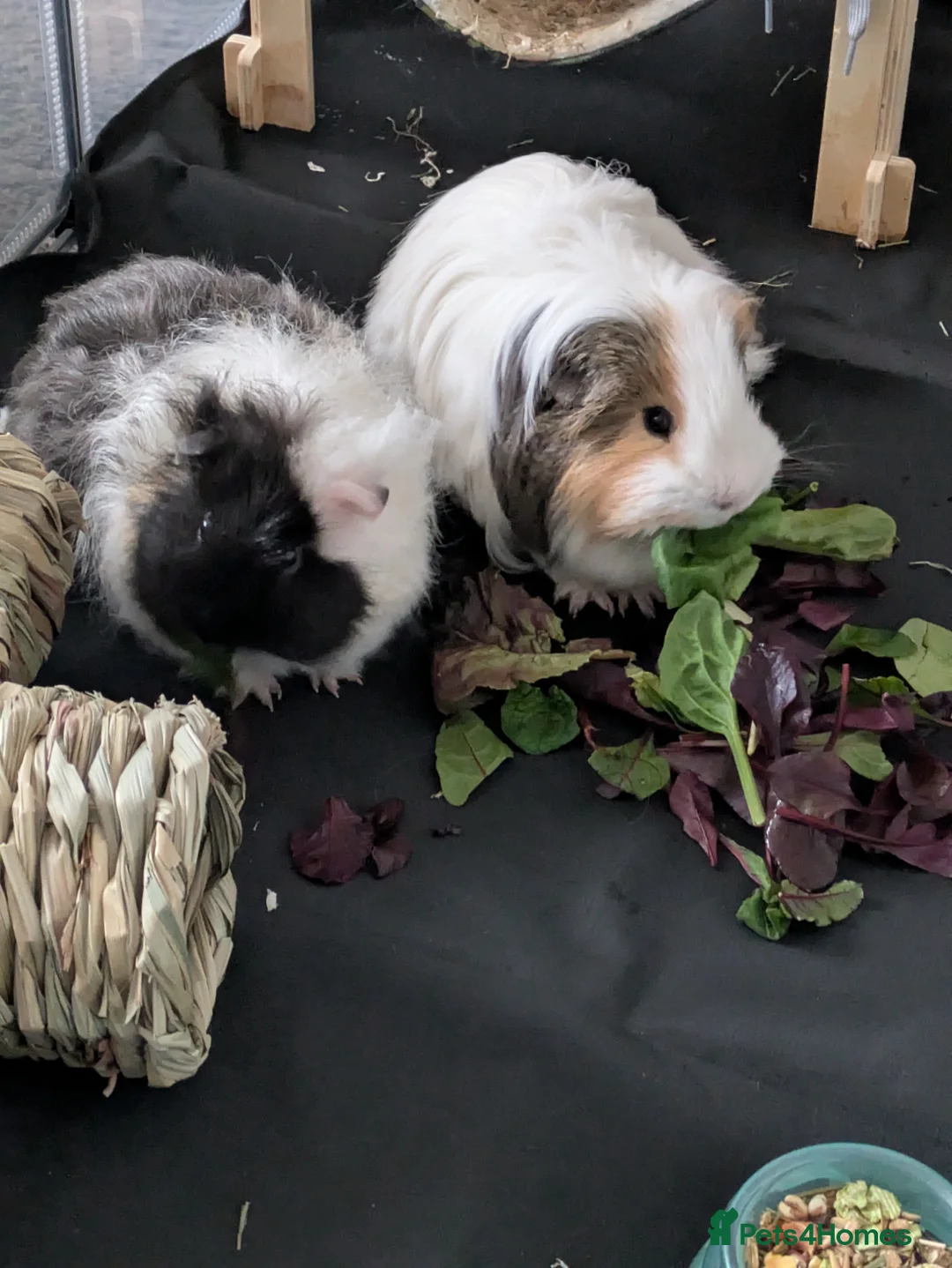 Mixed Breed livestock for sale: 2 Guinea pigs  - Advert 6