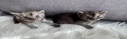 Egyptian Mau cats for sale: TICA Reg.Exceptional SILVER SMOKE EgyptianMAUxBeng - Advert 2