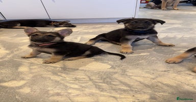 German Shepherd dogs - Advert 16