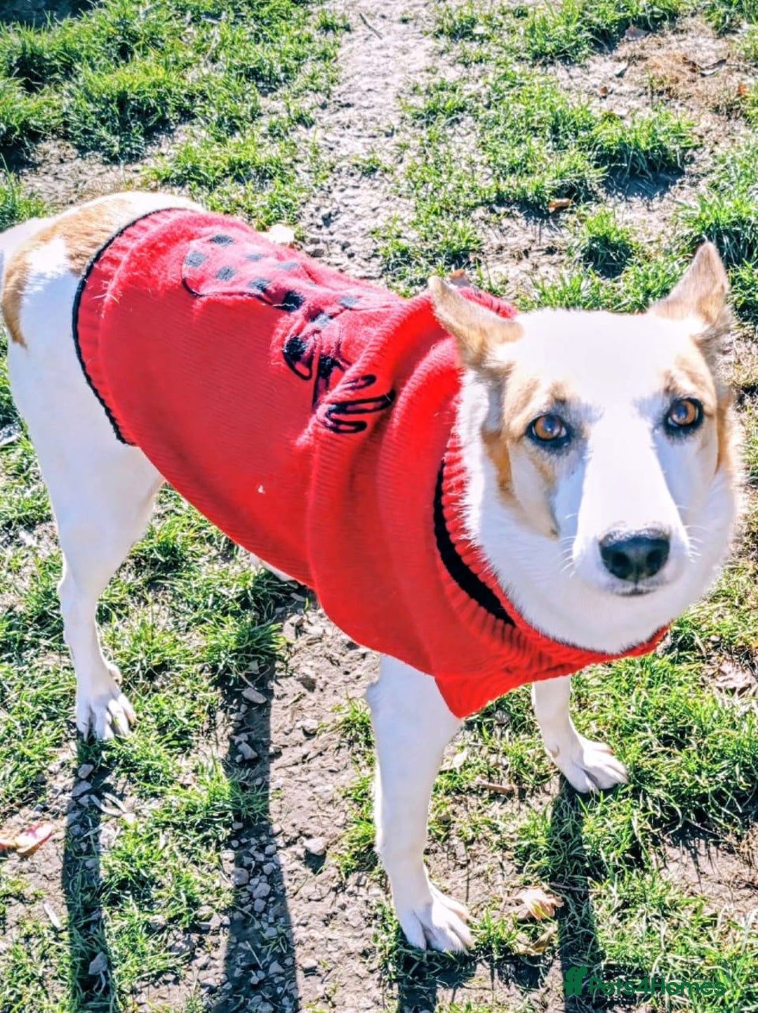 Mixed Breed dogs for adoption: 💖ALAYA- Gentle 4 Years Girl Dreaming of Home💖 - Advert 3