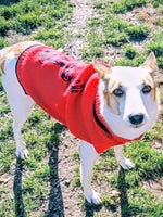 Mixed Breed dogs 💖ALAYA- Gentle 4 Years Girl Dreaming of Home💖 - Advert 7