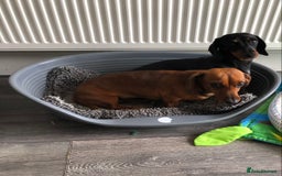 Miniature Dachshund dogs for sale: Miniature Dachshund  - Image 4