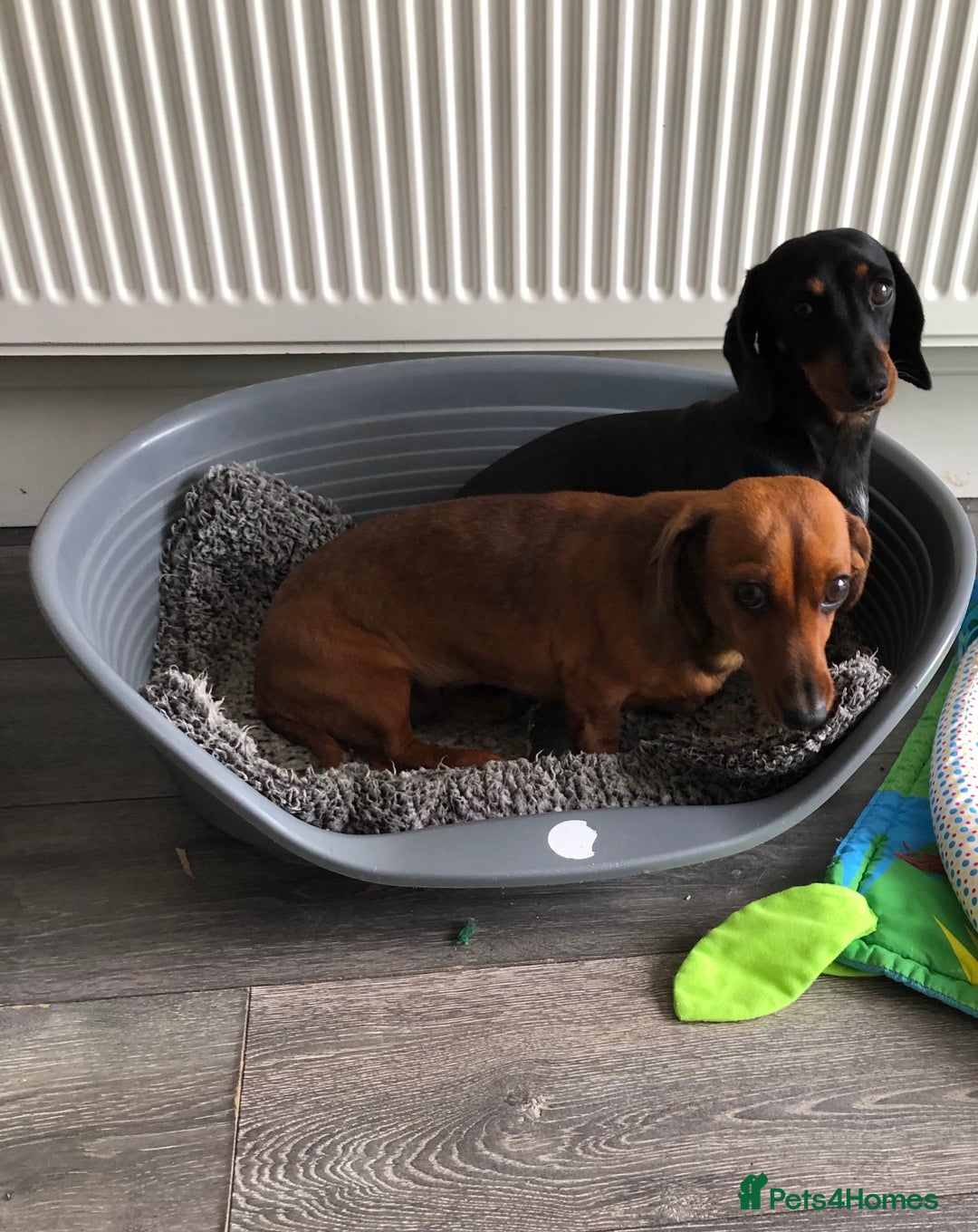 Miniature Dachshund dogs for sale: Miniature Dachshund  - Image 4