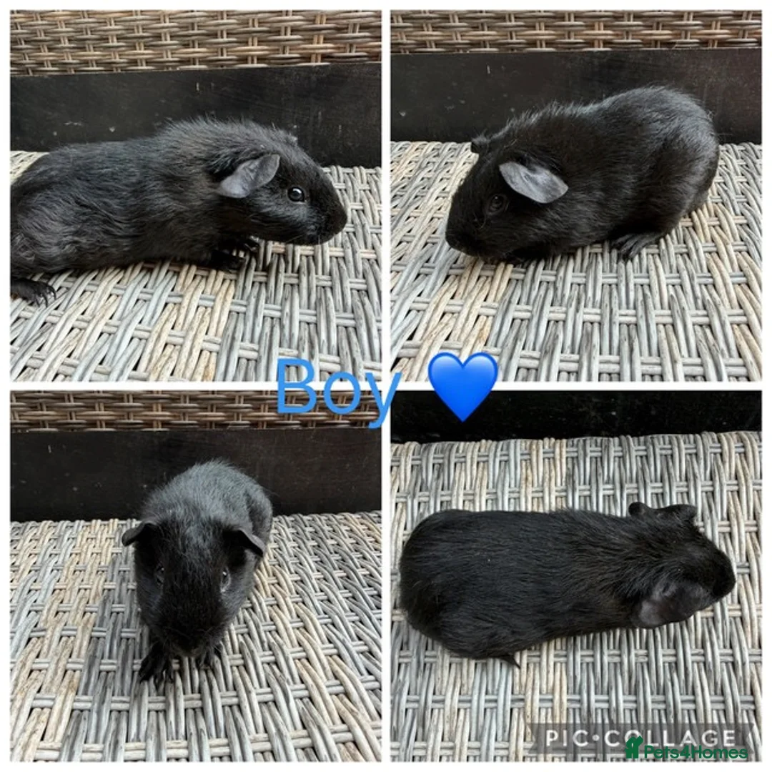 Guinea Pig rodents for sale: Gorgeous Guinea pigs looking for new laps 🥰 - Advert 7