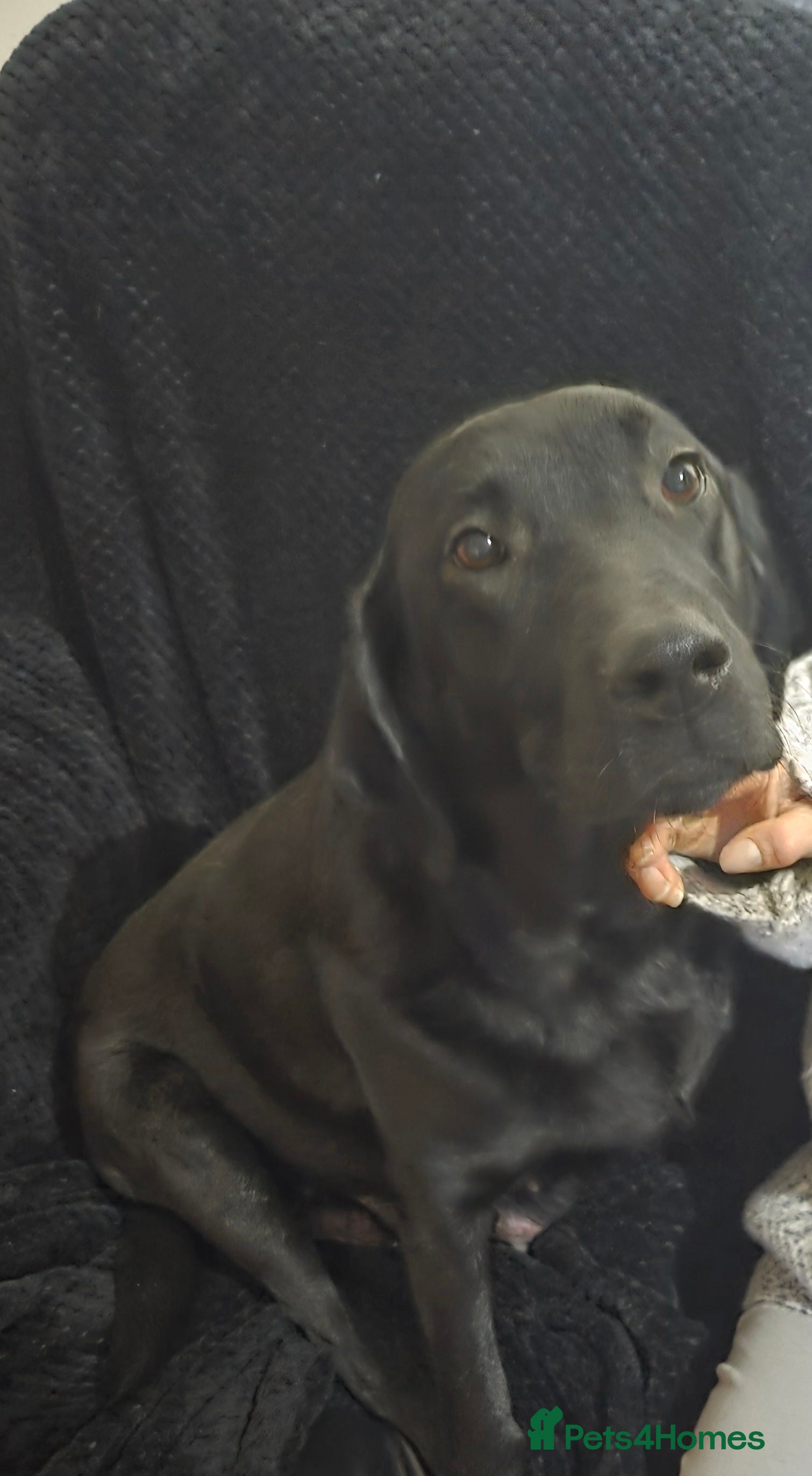 Labrador Retriever dogs KC Registered Black Labrador Puppies  - Advert 4