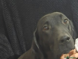 Labrador Retriever dogs KC Registered Black Labrador Puppies - Advert 4