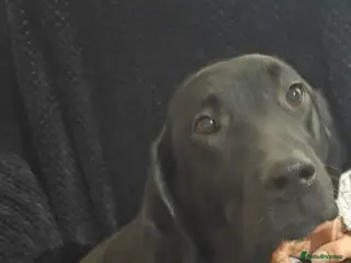 Labrador Retriever dogs KC Registered Black Labrador Puppies - Advert 12