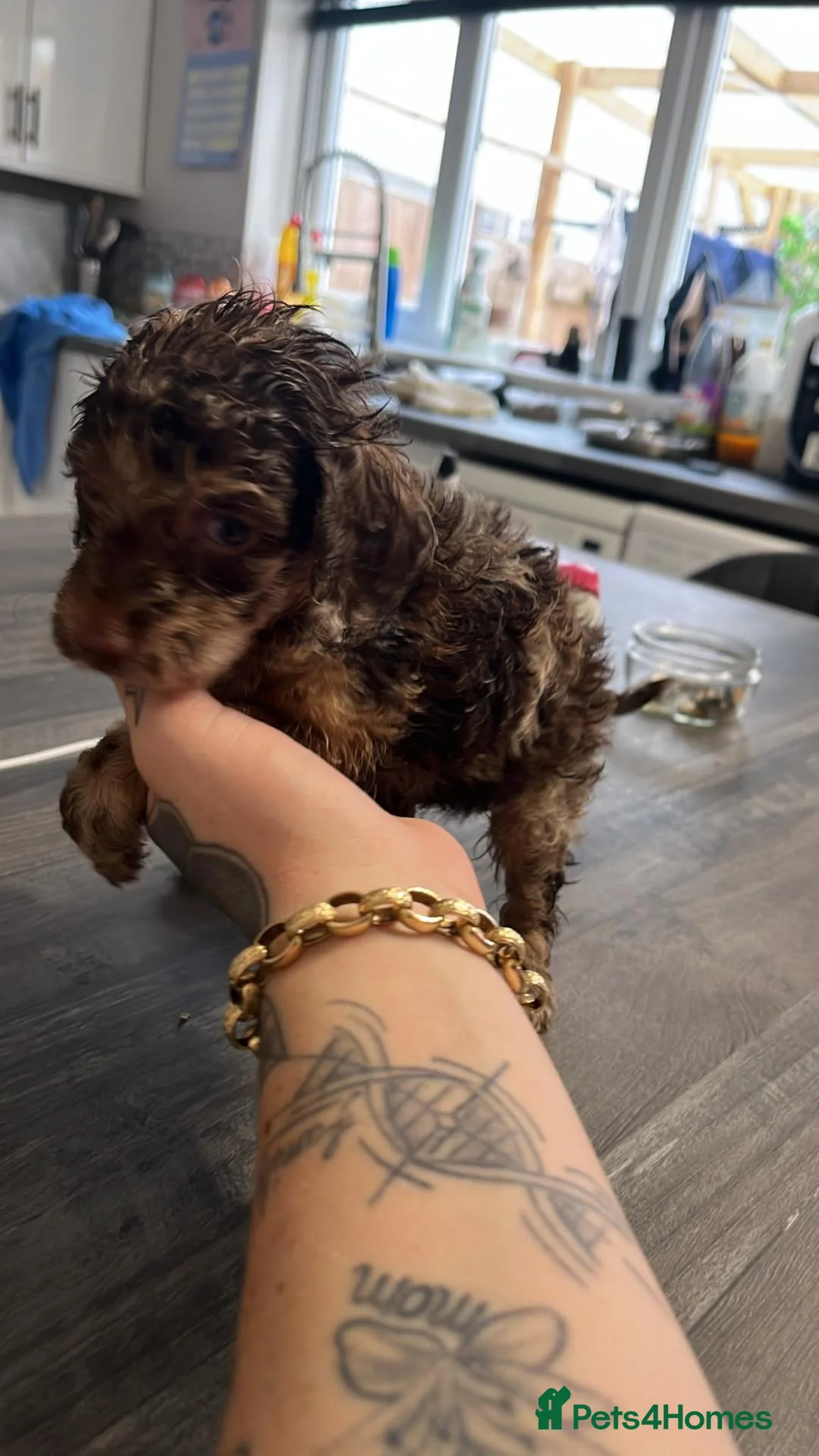 Cockapoo dogs for sale: F2 cockerpoo puppys - Advert 1