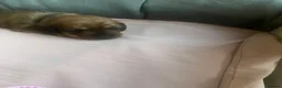 Dachshund dogs for sale: 4 beautiful dachshunds  - Advert 9