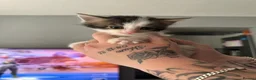Mixed Breed cats for sale:    Playful Kittens Looking For Forever Homes - Advert 3
