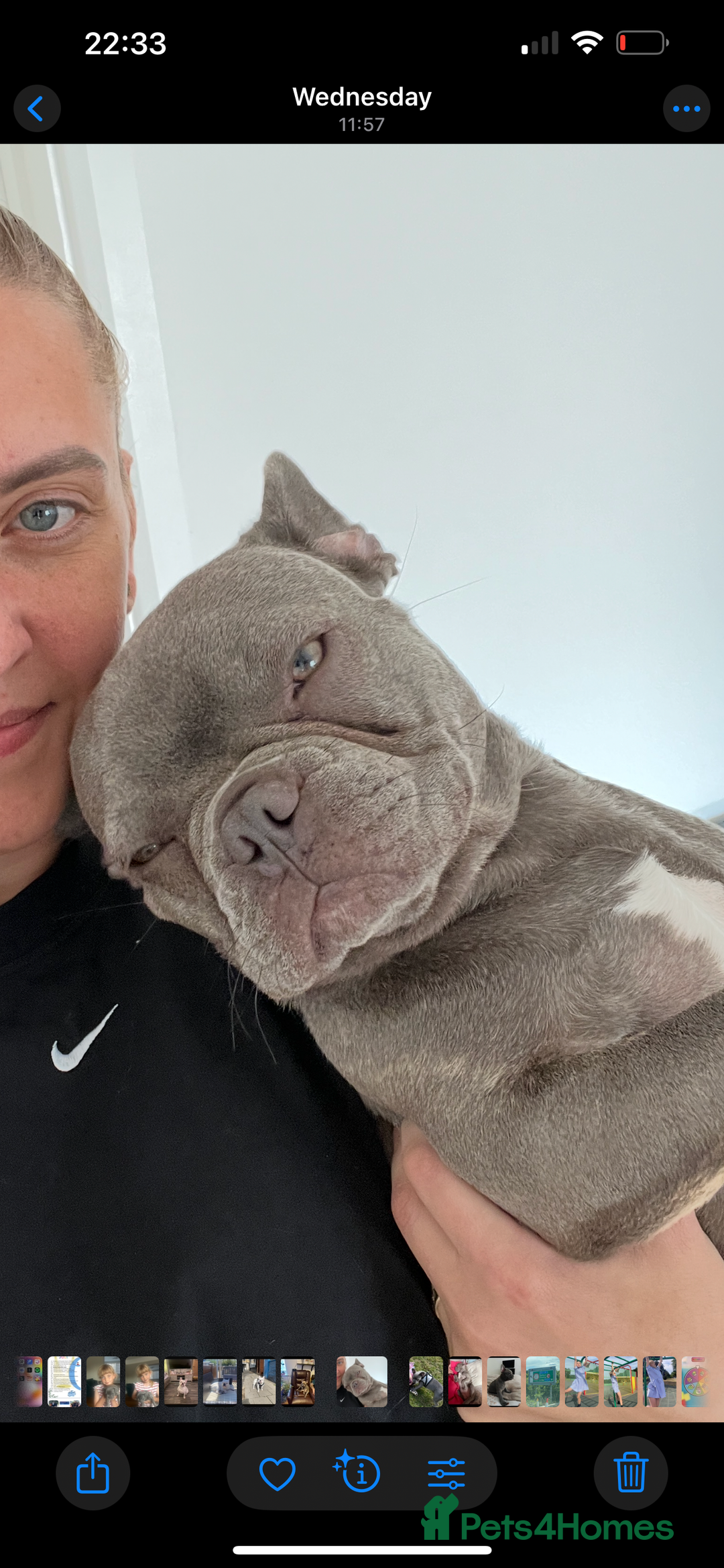 French Bulldog dogs for sale: 4 cute puppies looking for new loving homes - Image 15