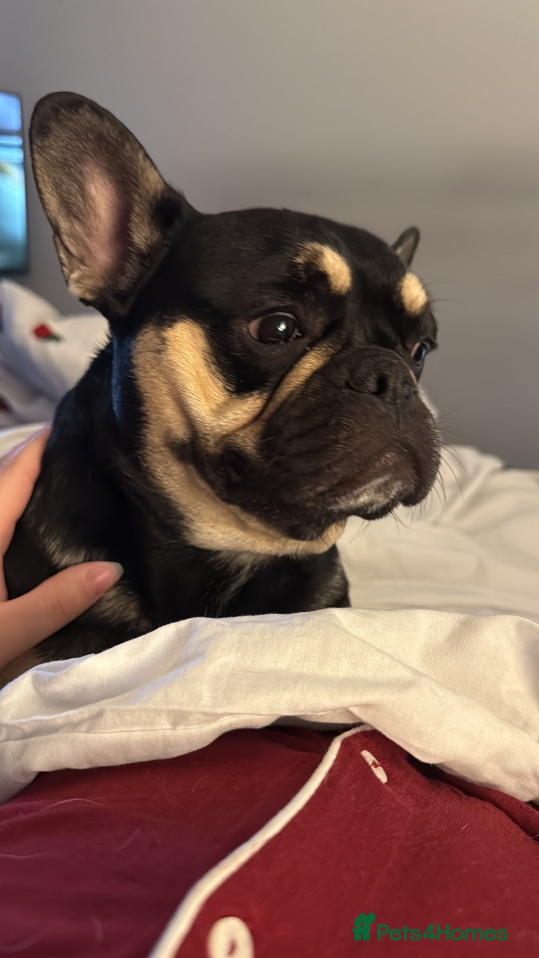Frug dogs for sale: Buddy is looking for a new home - Advert 4