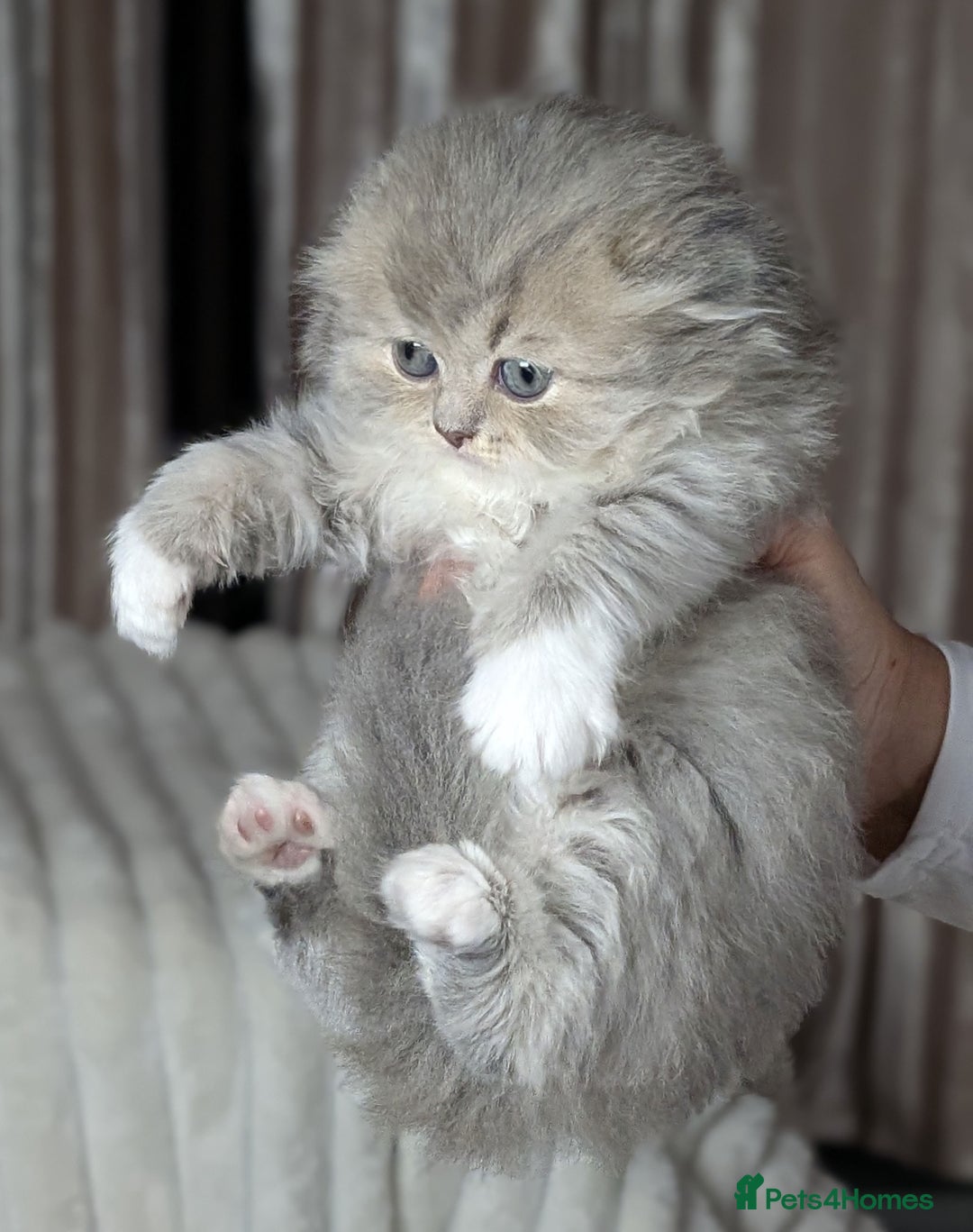 Scottish Fold cats for sale: 🐾TICA red ❣️SCOTTISH Fold•Straight - Advert 24