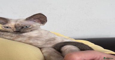 Devon Rex cats - Advert 4