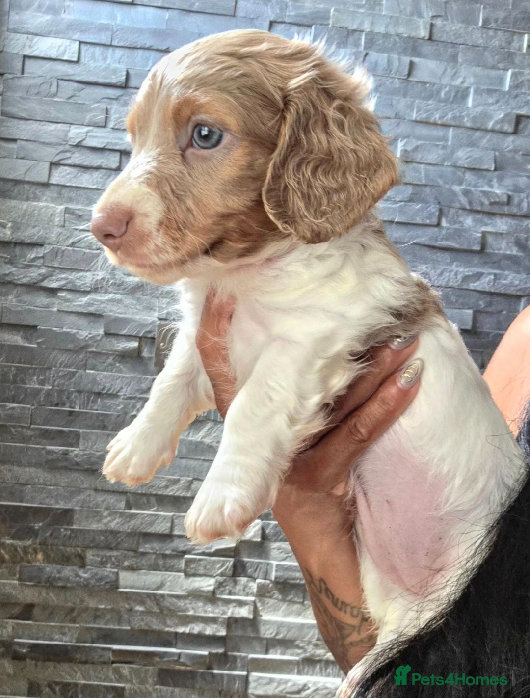 Miniature Dachshund dogs Two stunning Long Hair Females Available - Advert 8
