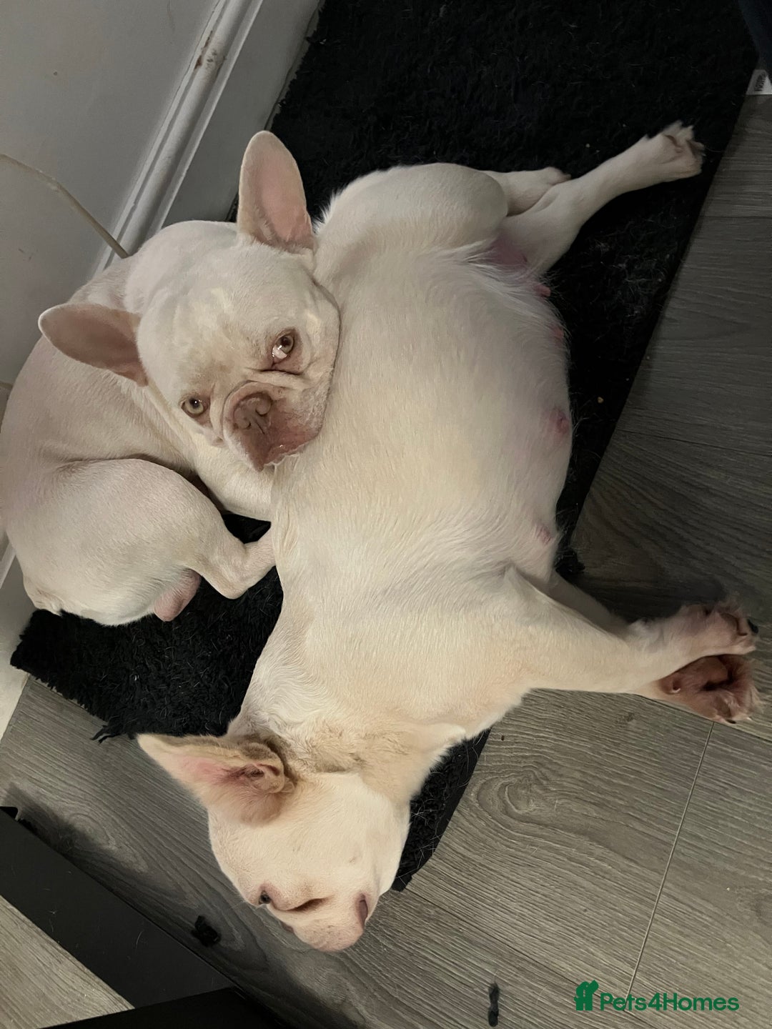 French Bulldog dogs for sale: Platinum Lilac Intensity - Fluffy Carriers - Advert 6
