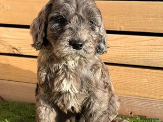 Cockapoo dogs BEAUTIFUL F1 COCKAPOO - Advert 4