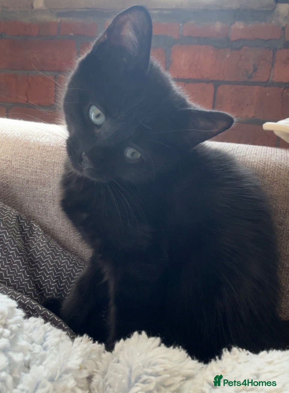 Mixed Breed cats He is a very loving kitten and is full of energy.  - Advert 1