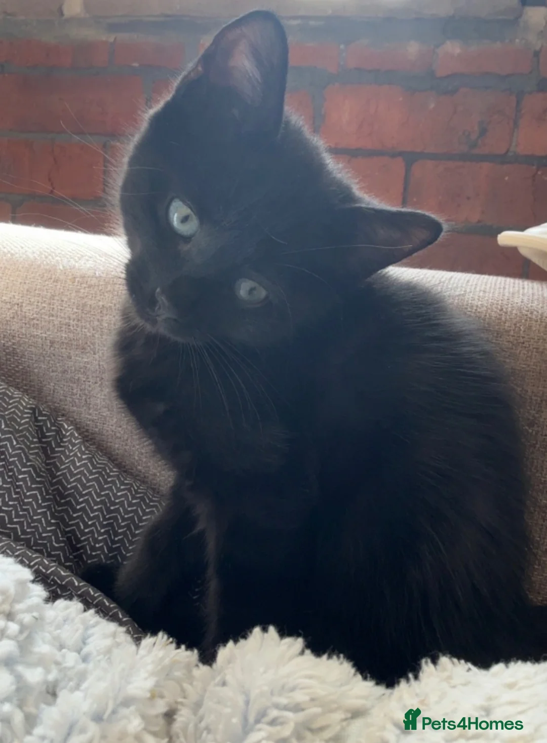 Mixed Breed cats for sale: He is a very loving kitten and is full of energy.  in Batley - Advert 1