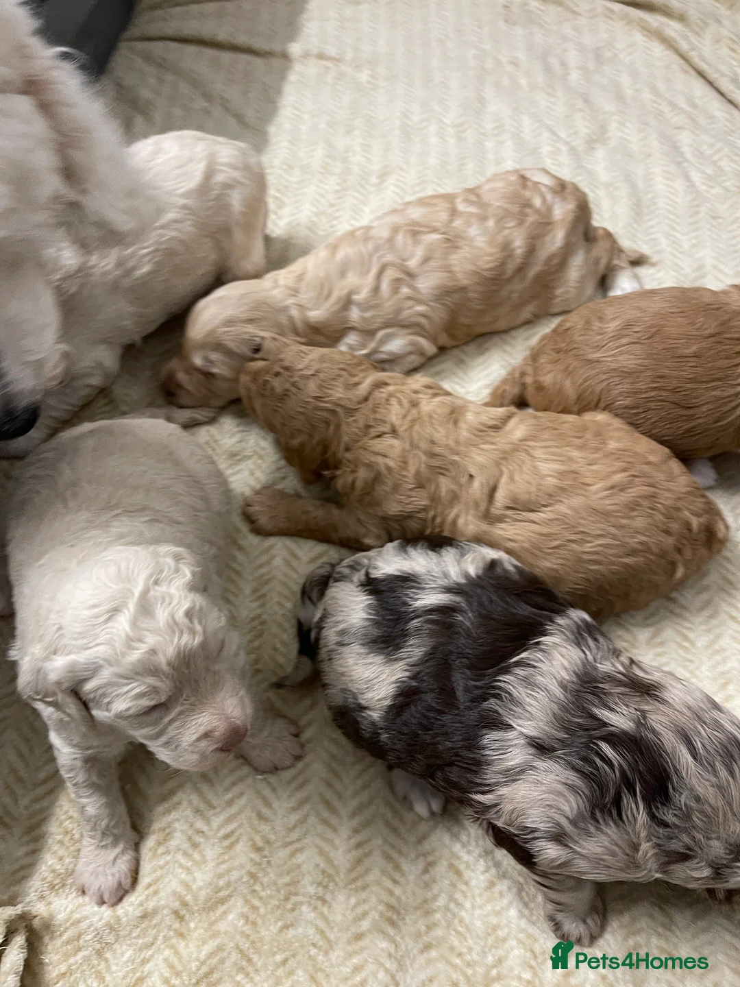 Australian Labradoodle dogs for stud: Australian Labradoodle Stud Dog in Driffield - Advert 6