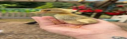 Ducks poultry for sale: Indian Runner Ducklings - Advert 2