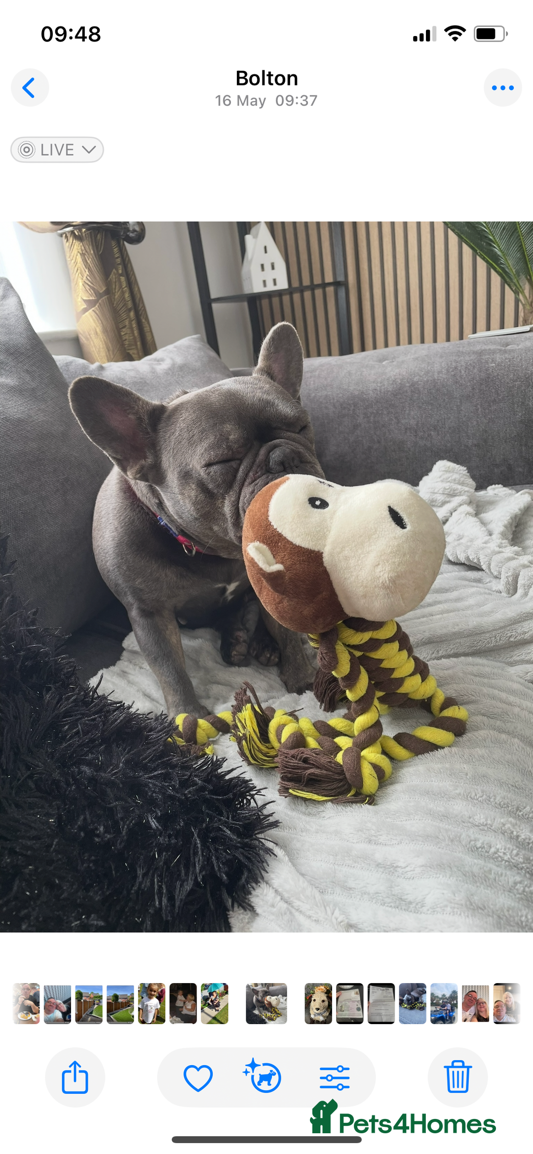French Bulldog dogs for sale: Female French bulldog  - Advert 1