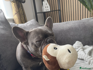 French Bulldog dogs Female French bulldog - Advert 1