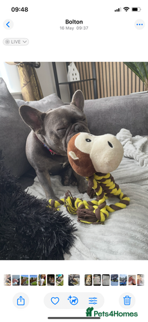 French Bulldog dogs Female French bulldog - Advert 1