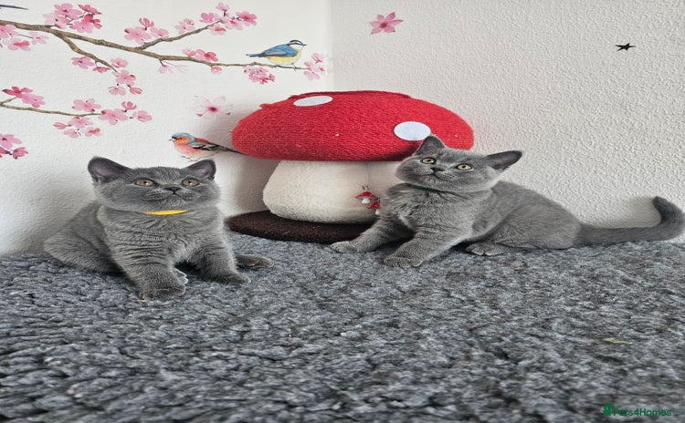 British Shorthair cats - Advert 12