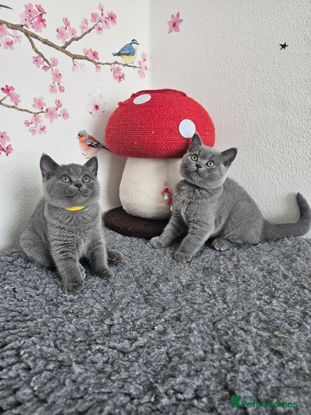 British Shorthair cats for sale: Gccf British Shorthair kittens  - Image 16
