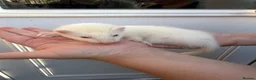 Ferret rodents for sale: 1/2 micro ferret hobs - Advert 3