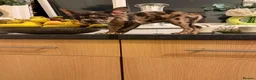 French Bulldog dogs for sale: French bulldogs for sale  - Advert 8