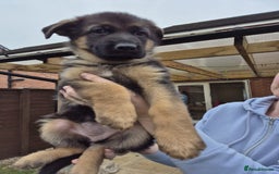 German Shepherd dogs for sale: KC registered German shepherd puppies - Image 16