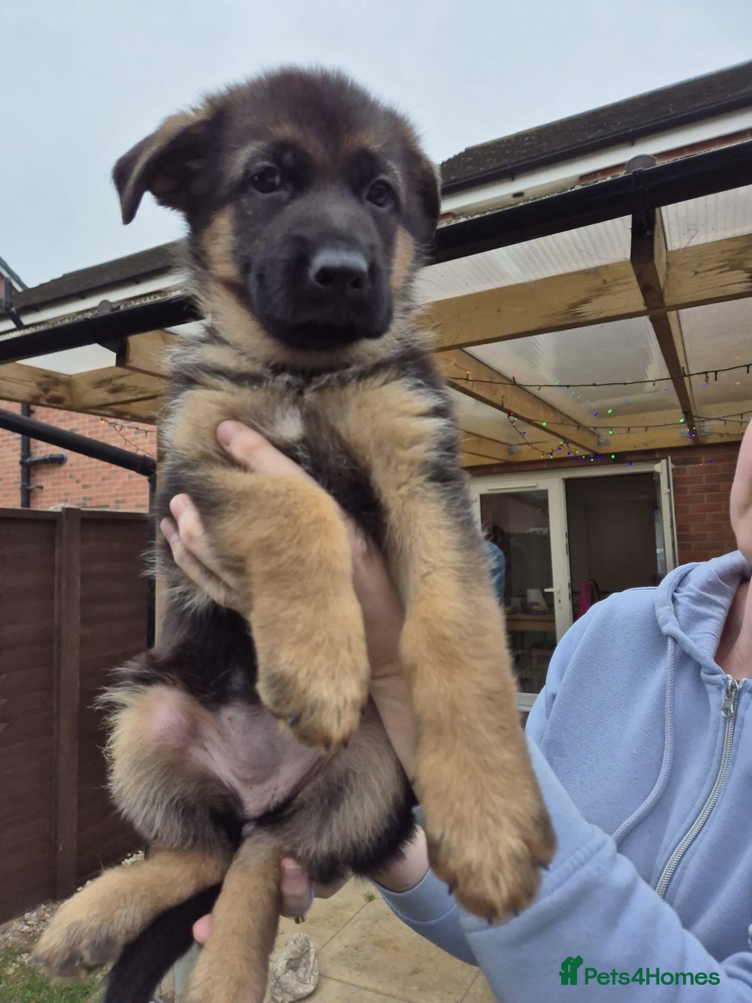German Shepherd dogs for sale: KC registered German shepherd puppies - Image 16