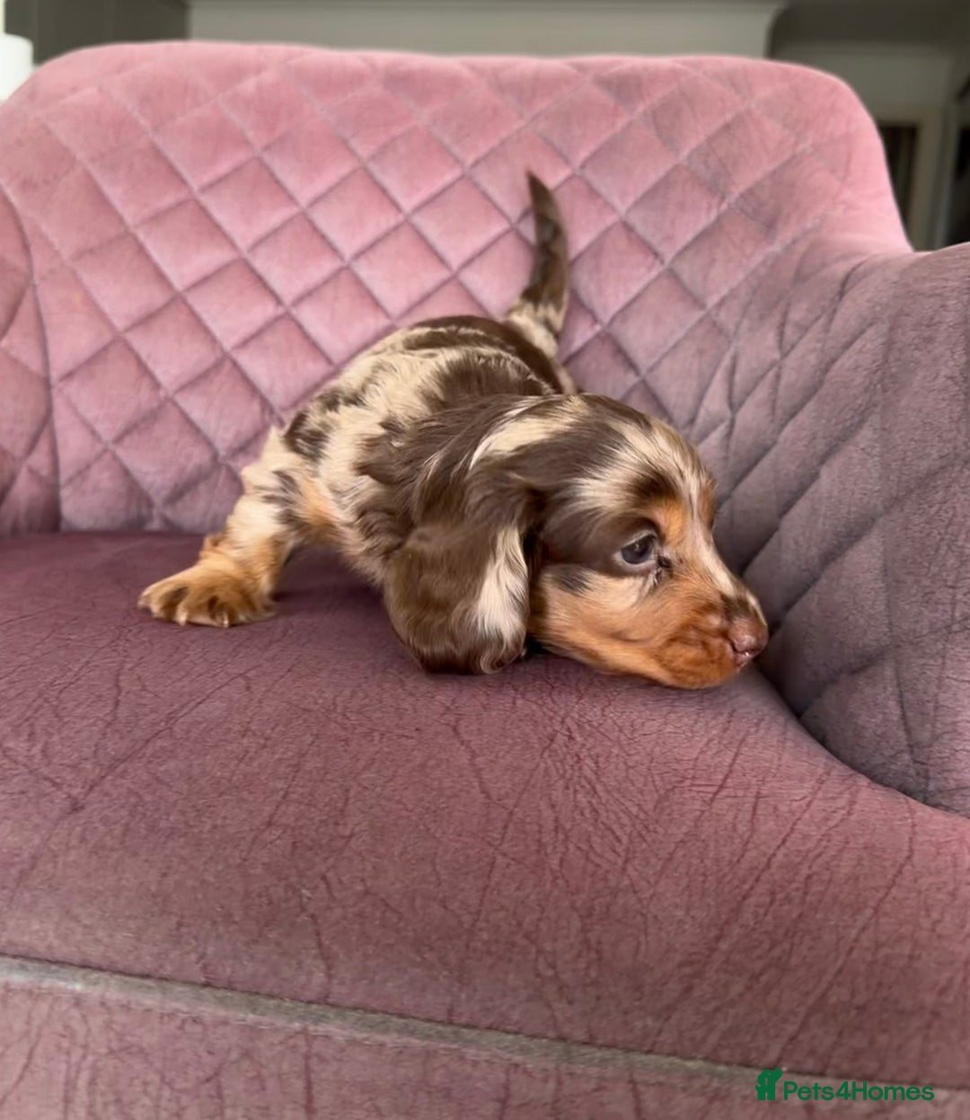 Miniature Dachshund dogs for sale: Long haired miniature dachshund pups - Advert 10