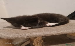 Mixed Breed cats for sale: Male kitten - Image 2