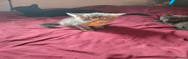 Tabby grey male