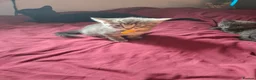 Mixed Breed cats for sale: Beautiful kittens looking for their forever homes - Advert 10