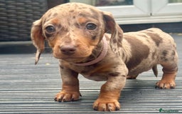 Miniature Dachshund dogs for sale: Miniature Dachshund Puppies - Image 3