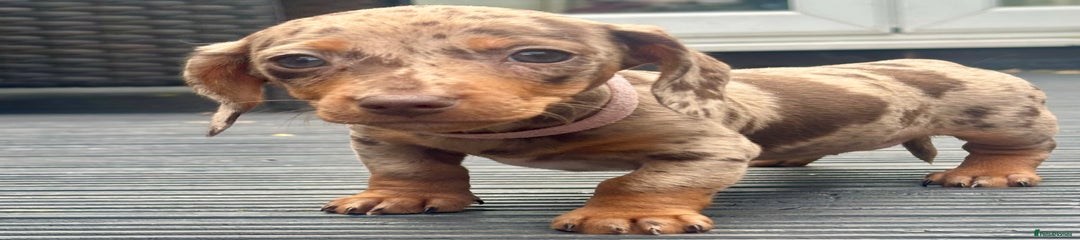 Miniature Dachshund Puppy 4