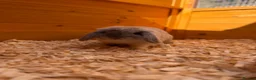 Mini Lop rabbits for sale: Gorgeous mini lop - fully vaccinated - Advert 3
