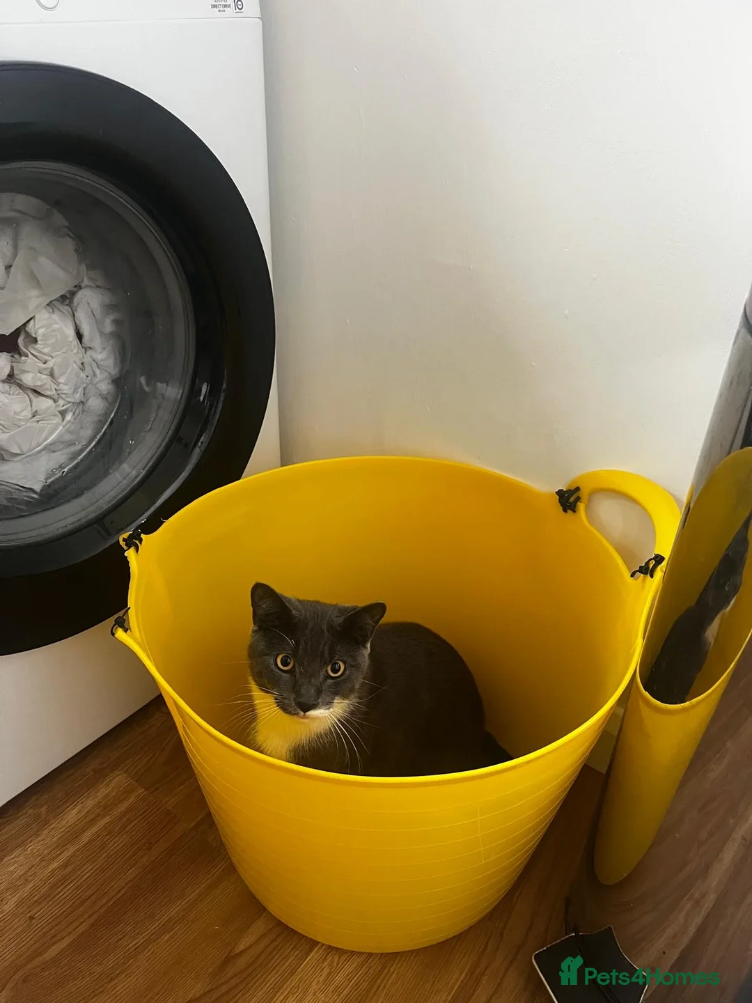 Domestic Shorthair cats for sale: Adorable, cuddly boy CHIPPED, NEUTERED, VACCINATED - Advert 12