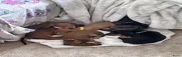 Miniature Dachshund dogs for sale: 3 gorgeous miniature Dachshunds. 🐶 READY TO GO!  - Advert 29