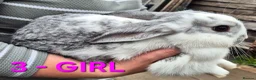 Mixed Breed rabbits for sale: Bunnies for sale in Cannock - Advert 9