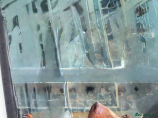 Miniature Dachshund dogs - Advert 6